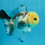 Panda Button Eyes Oranda Male 4.5 inches #0920OR_20