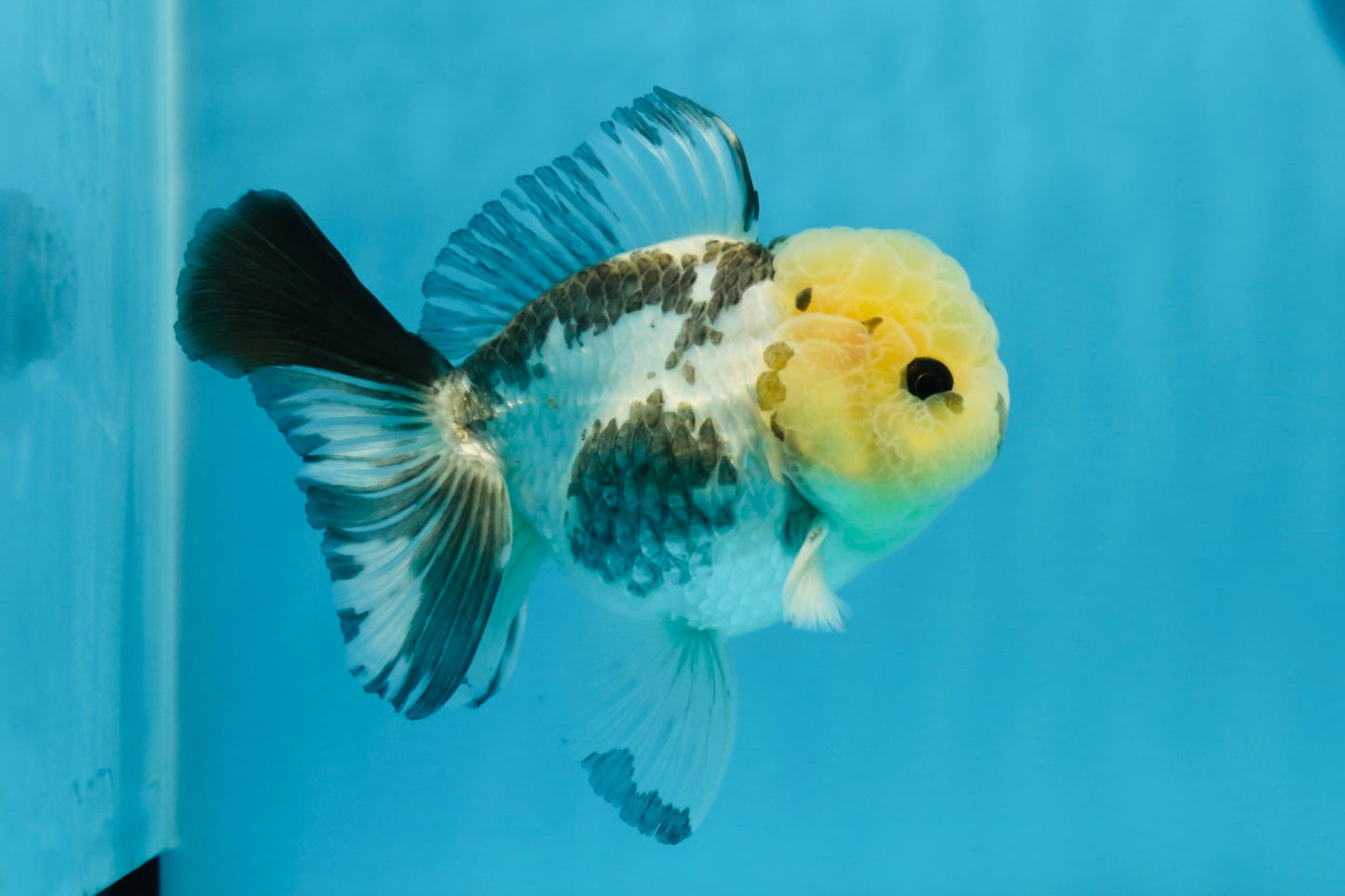 Panda Oranda macho con ojos de botón de 4,5 pulgadas #0920OR_20