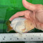 Snow White Neon Tail Lionchu Male 4-4.5 inches #0531LC_08