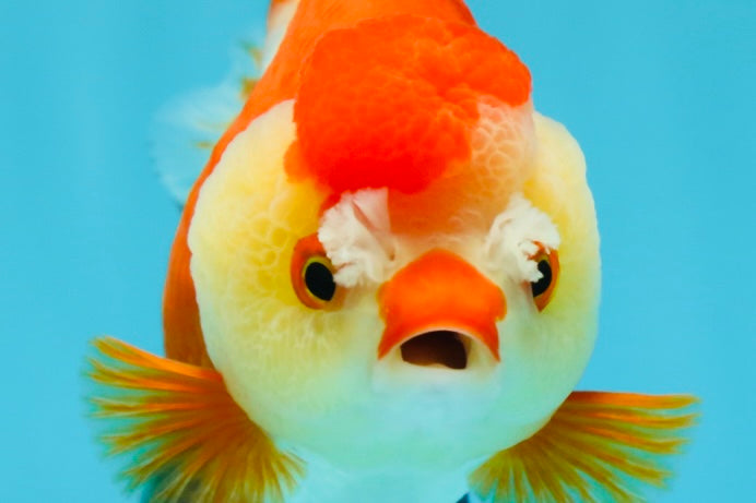 A Grade Pompom Tricolor Yuanbao Female 4-4.5 inches #050925YB_27