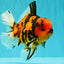 CHARLIE AAA Grade Beautiful Tiger Oranda Male 6-6.5 inches #061926OR_17
