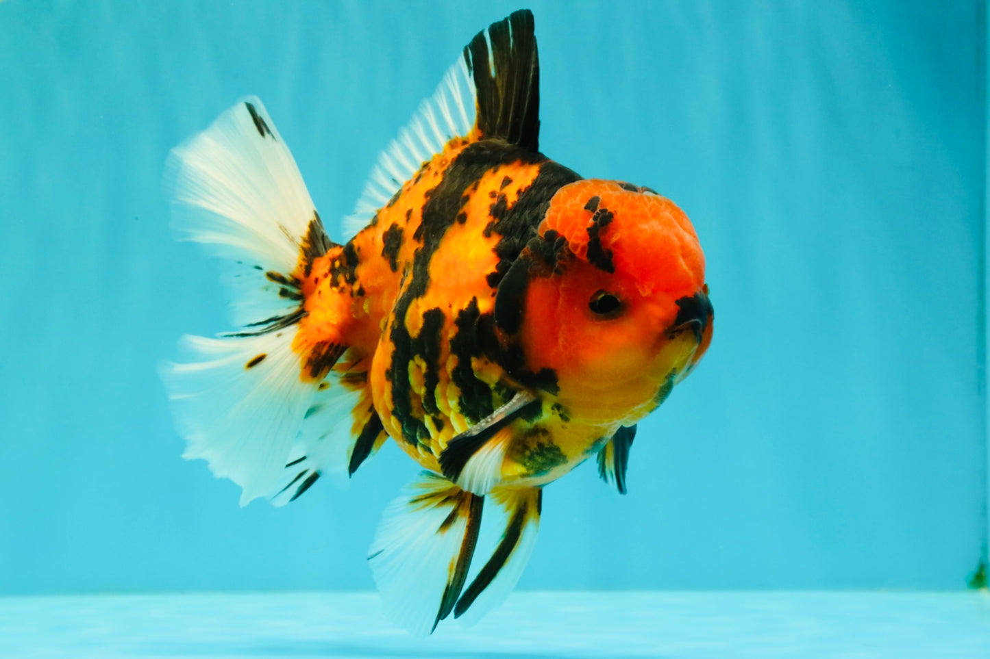 CHARLIE AAA Grade Beautiful Tiger Oranda Male 6-6.5 inches #061926OR_17