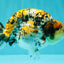 AAA Grade Special Tricolor Tiger Ranchu Male 4.5-5 inches #062626RC_08