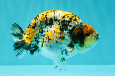 AAA Grade Special Tricolor Tiger Ranchu Male 4.5-5 inches #062626RC_08
