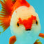 SUPER CUTE A Grade Red White Yuanbao Male 5-5.5 inches #041726YB_16
