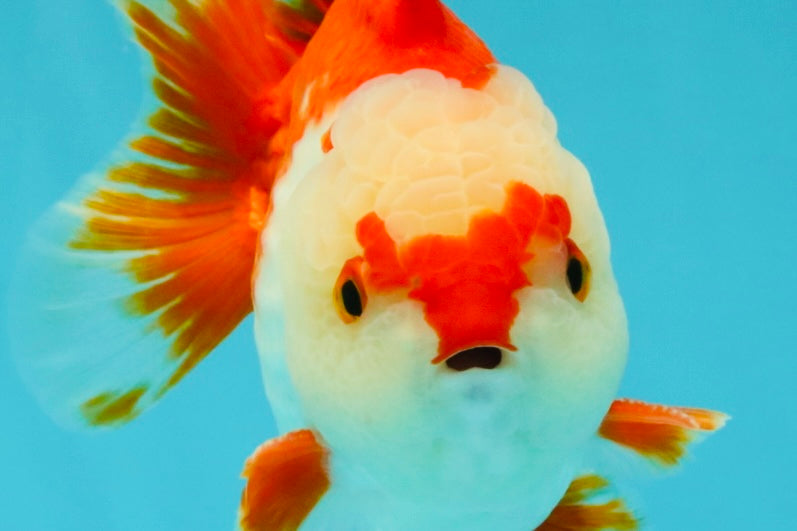 SUPER CUTE A Grade Red White Yuanbao Male 5-5.5 inches #041726YB_16