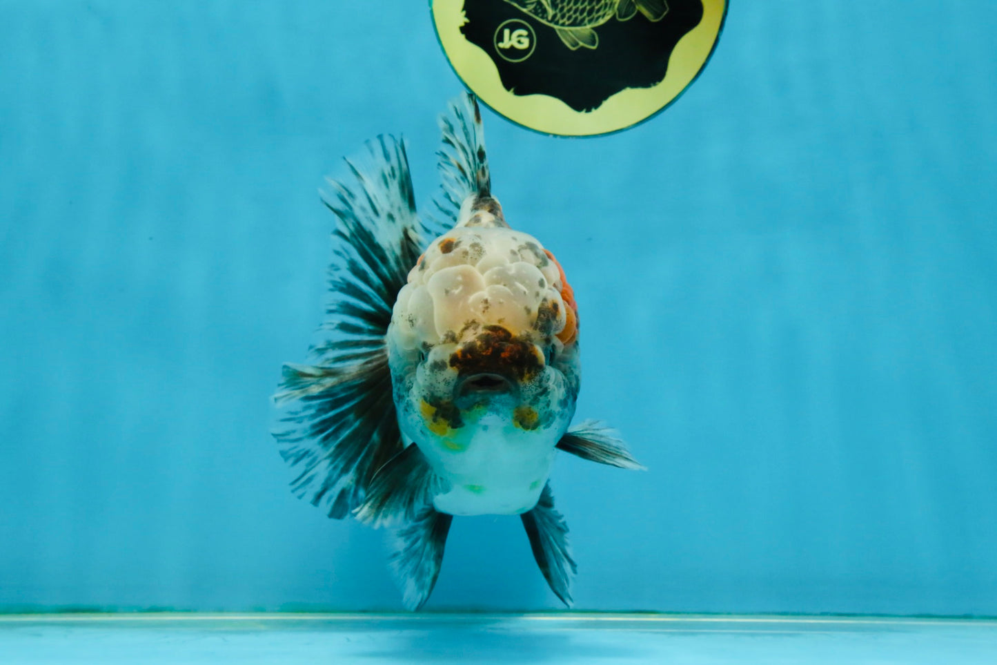 CHONKY AAA Grade Calico Kirin Oranda Male 5-5.5 inches #121225OR_03