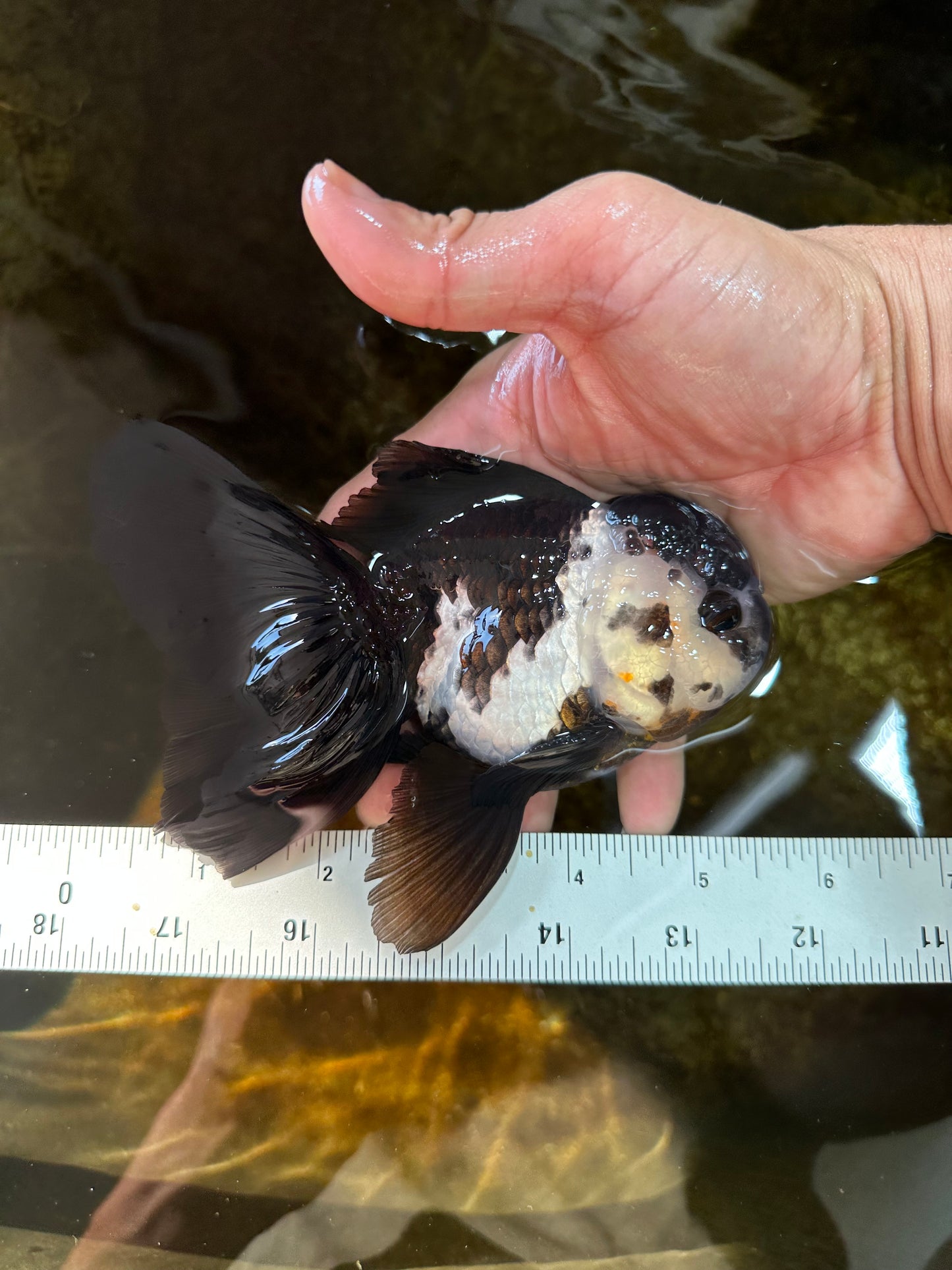 A Grade Panda Oranda Female 5.5 inches #081525OR_15
