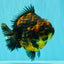 AAA Grade Jumbo Tiger Yuanbao Male 6.5 inches #062626YB_06