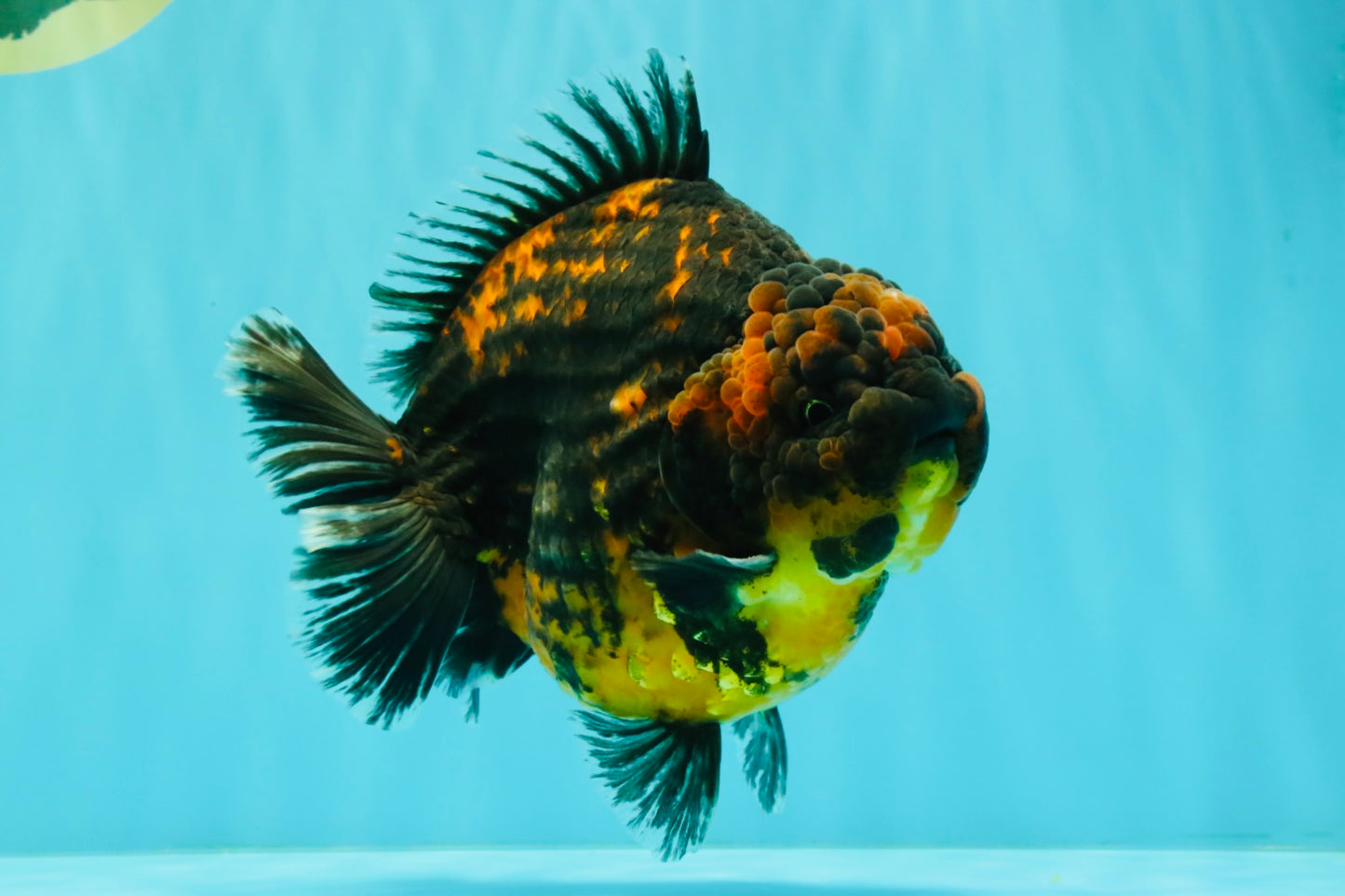 AAA Grade Jumbo Tiger Yuanbao Male 6.5 inches #062626YB_06