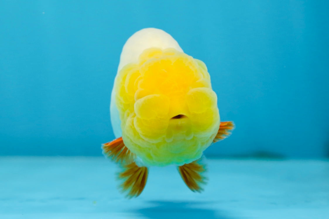 A Grade Lemonhead LionKing 3.5 inches #070425LC_06