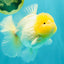 A  Grade White Oranda Male 6-6.5 inches #071026OR_27