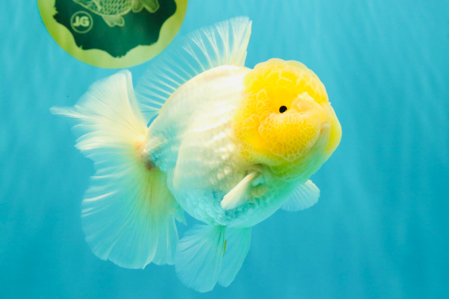 A  Grade White Oranda Male 6-6.5 inches #071026OR_27