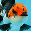 AAA Grade Mustache Tricolor Oranda Male 5.5 inches #020725OR_33
