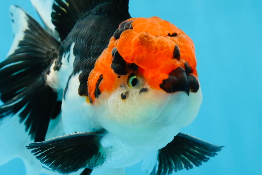 AAA Grade Mustache Tricolor Oranda Male 5.5 inches #020725OR_33