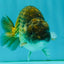 Black Copper Ranchu Female 5-5.5 inches #081426RC_24