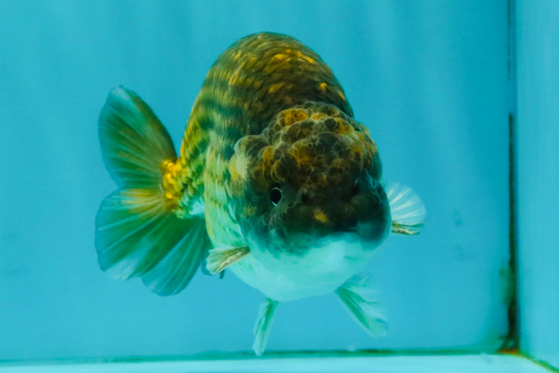 Black Copper Ranchu Female 5-5.5 inches #081426RC_24