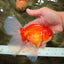 A Grade Red White Oranda Male 6.5 inches #090426OR_14