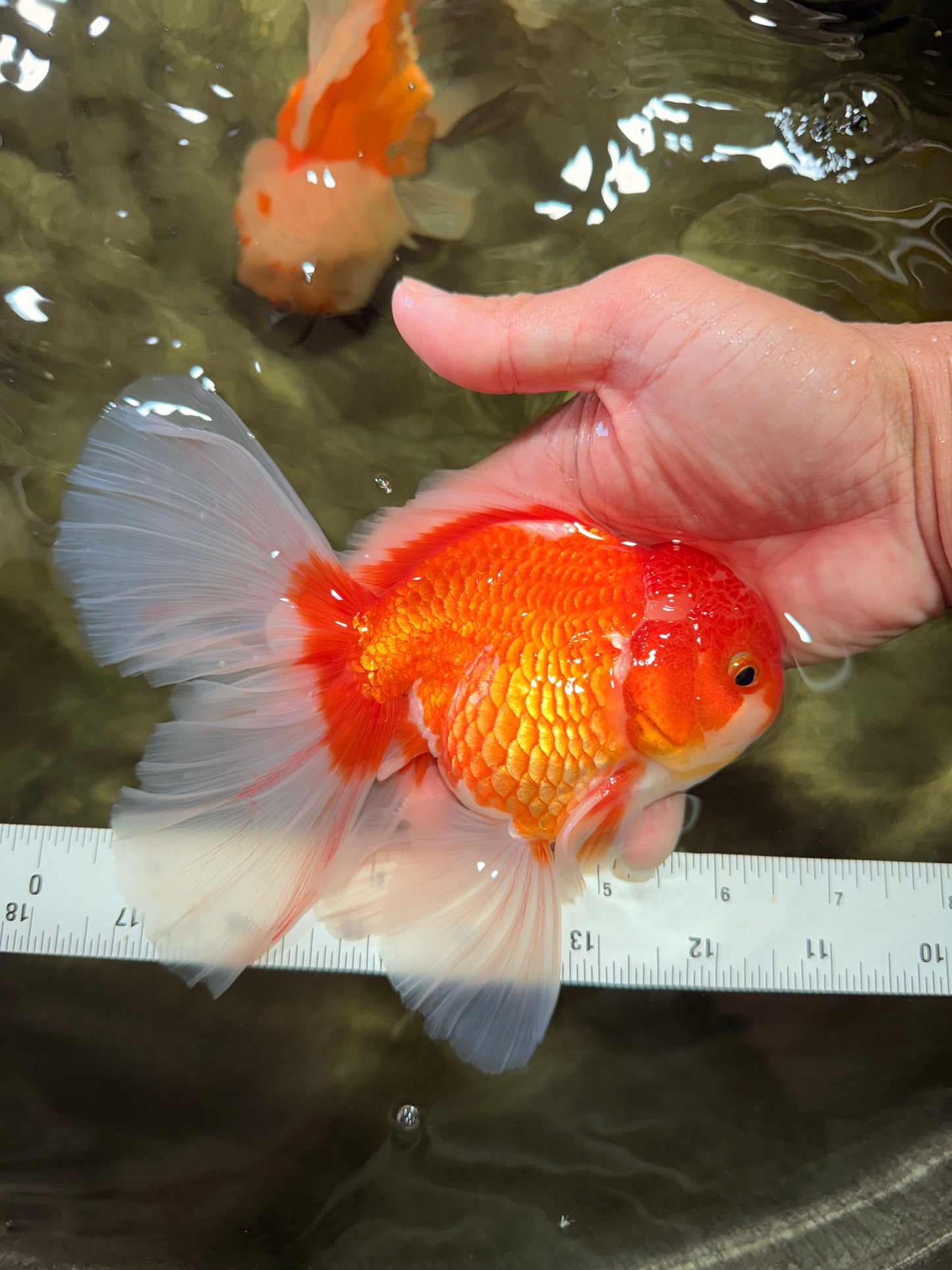 A Grade Red White Oranda Male 6.5 inches #090426OR_14