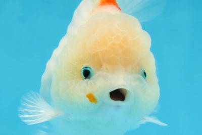 ADORABLE White Sakura Yuanbao Female 4.5 inches #101725YB_30