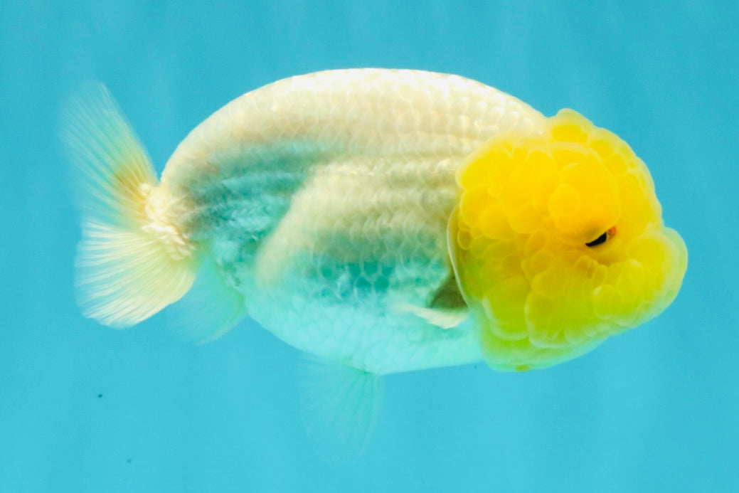 ADORABLE A Grade Red White LionQueen Female 4-4.5 inches #042426LC_21