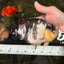 Chinese Milk Cow Ranchu Female 5.5-6 inches #031326RC_13