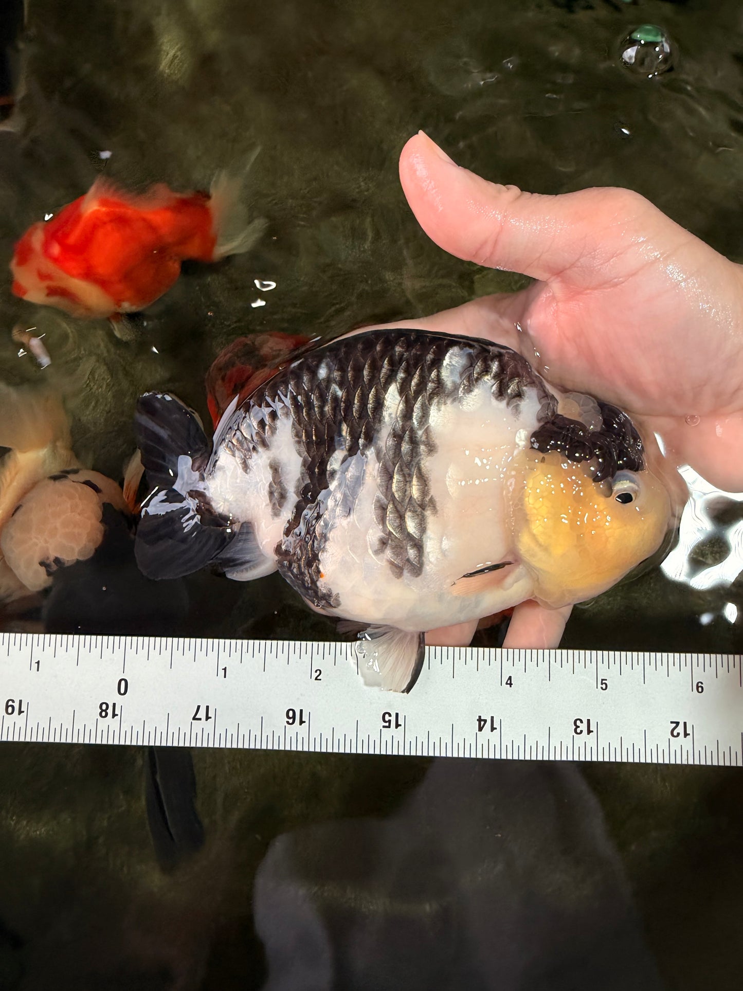 Chinese Milk Cow Ranchu Female 5.5-6 inches #031326RC_13