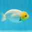 A Grade Lemonhead LionKing 4 inches #0913LC_30