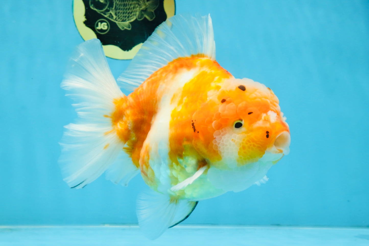 A Grade Sakura Yuanbao Female 6 inches #111425YB_02