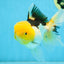 A Grade Panda Oranda Female 5.5-6 inches #082925OR_09