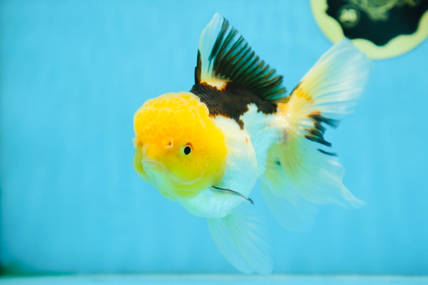 A Grade Panda Oranda Female 5.5-6 inches #082925OR_09