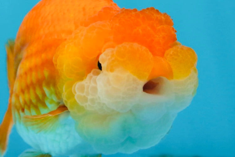 A Grade BIG WEN Red White LionQueen 4-4.5 inches #071125LC_02