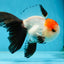 A Grade Tricolor Oranda Male 5-5.5 inches #060625OR_23