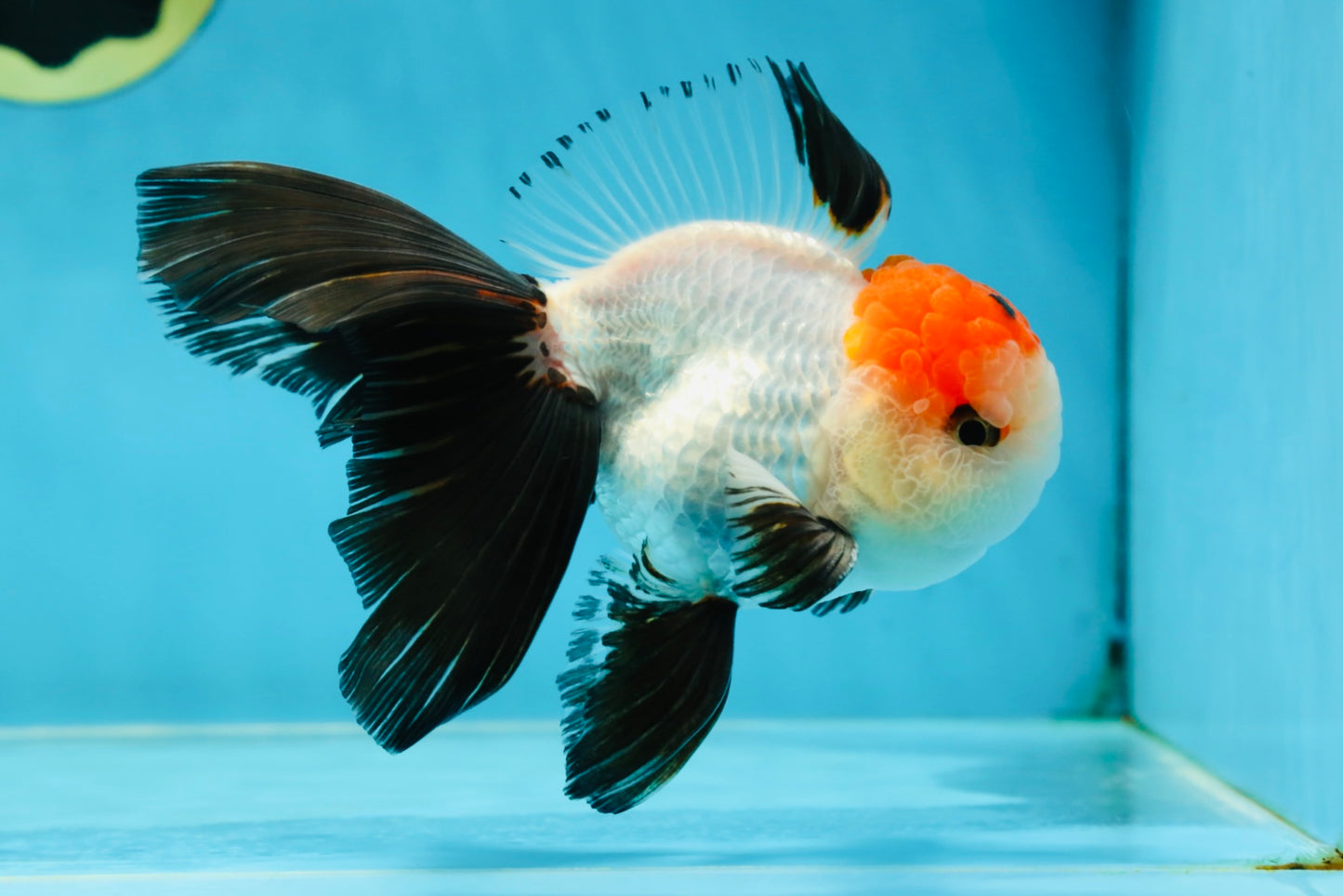A Grade Tricolor Oranda Male 5-5.5 inches #060625OR_23