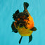 LAVA AAA Grade Apache Yuanbao Female 5.5-6 inches #092526YB_15