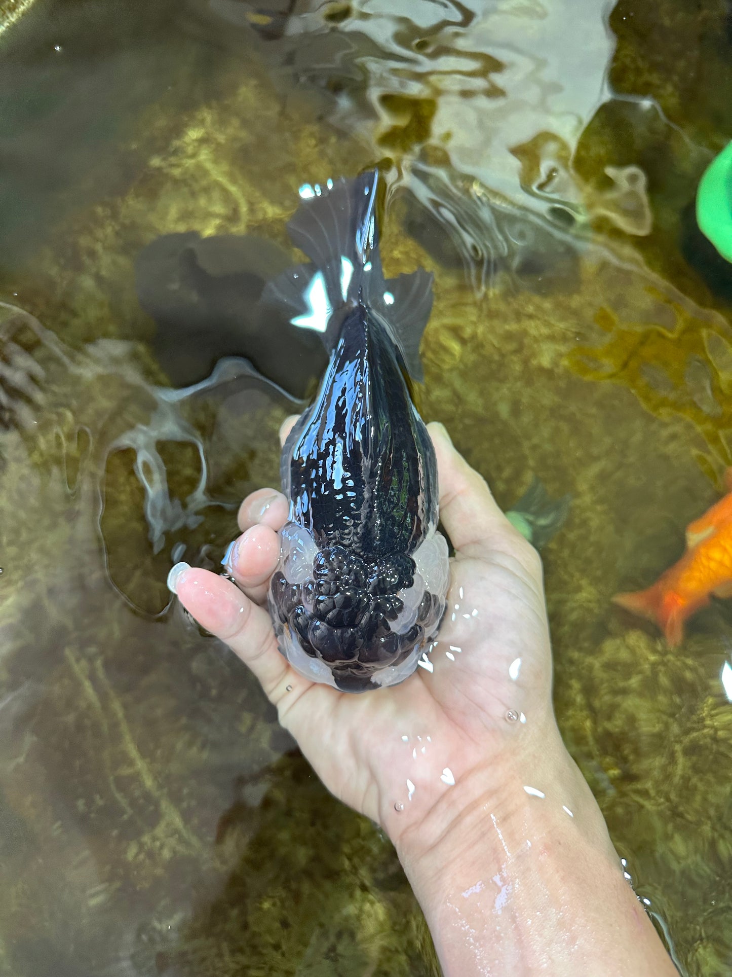 AAA Grade FLUFFY Panda Yuanbao Female 6-6.5 inches #100325YB_05