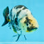 UNIQUE Ink Ranchu Female 5 inches #101725RC_15