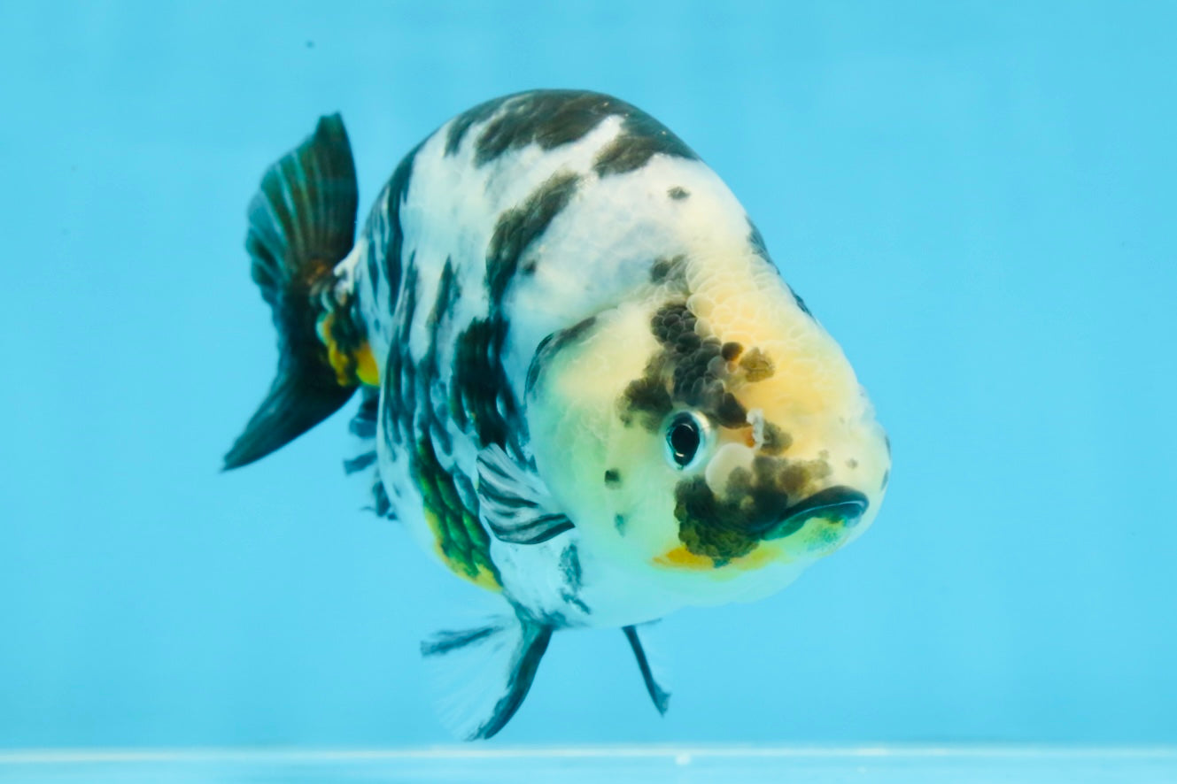 UNIQUE Ink Ranchu Female 5 inches #101725RC_15