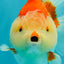 AAA Grade Red White Yuanbao Male 5 inches #072426YB_23