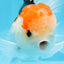 AAA Grade Tricolor Oranda Male 5 inches #0906OR_30