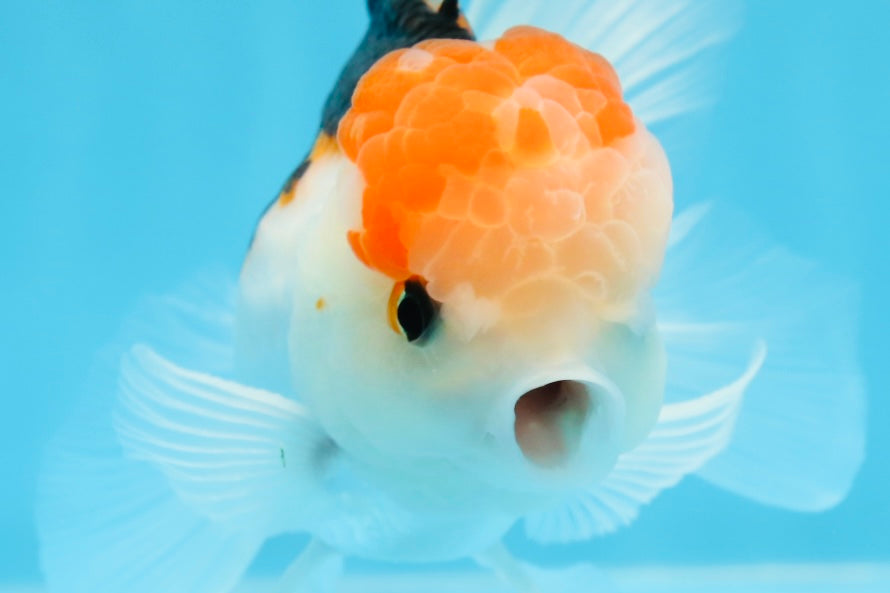 AAA Grade Tricolor Oranda Male 5 inches #0906OR_30