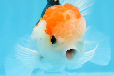 AAA Grade Tricolor Oranda Male 5 inches #0906OR_30