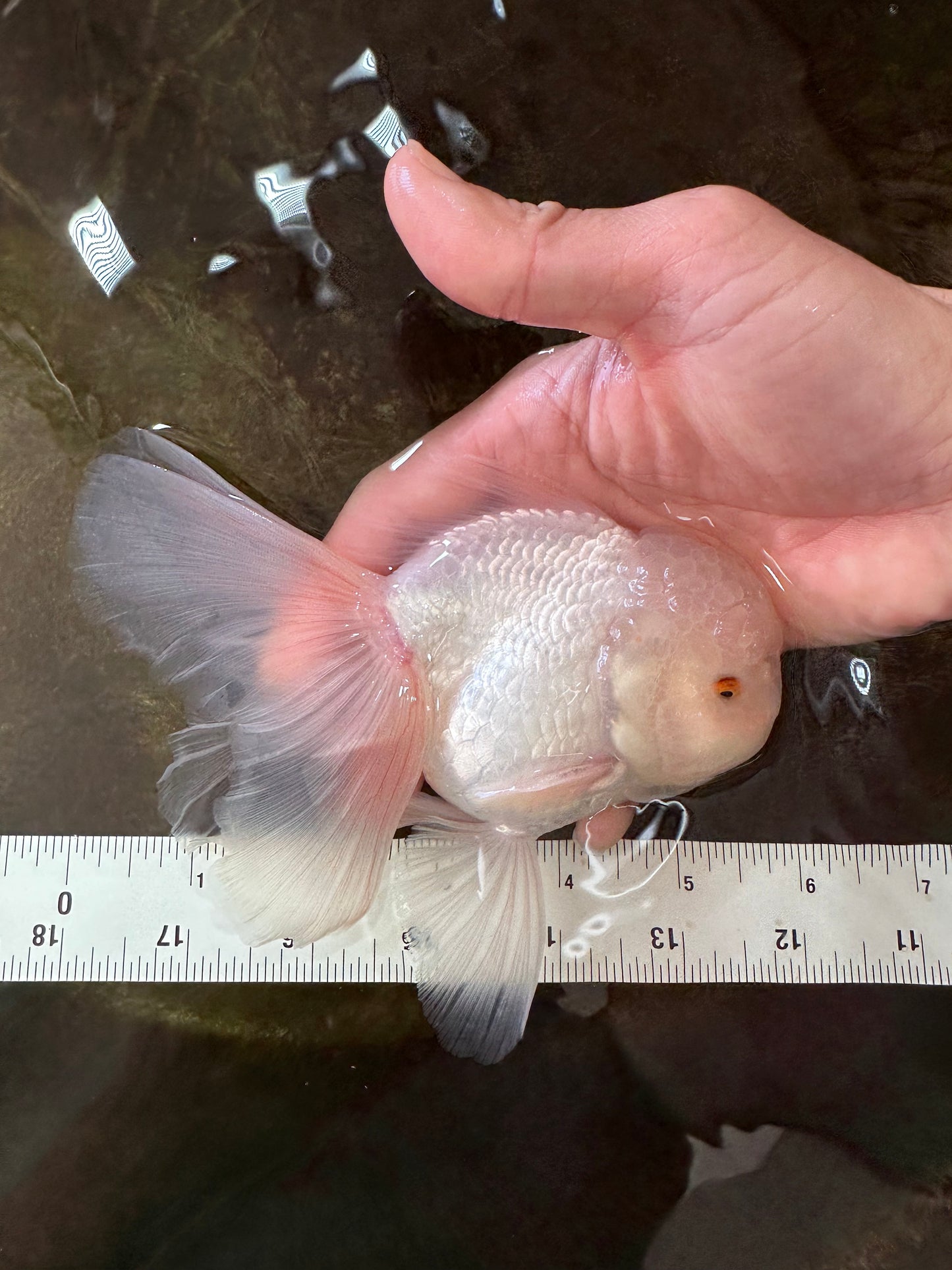 AAA Grade Snow White Oranda Male 5.5-6 inches #062725OR_20