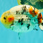 CHUBBY AAA Grade Diamond Scale Tricolor Ranchu Male 5.5 inches #100926RC_27