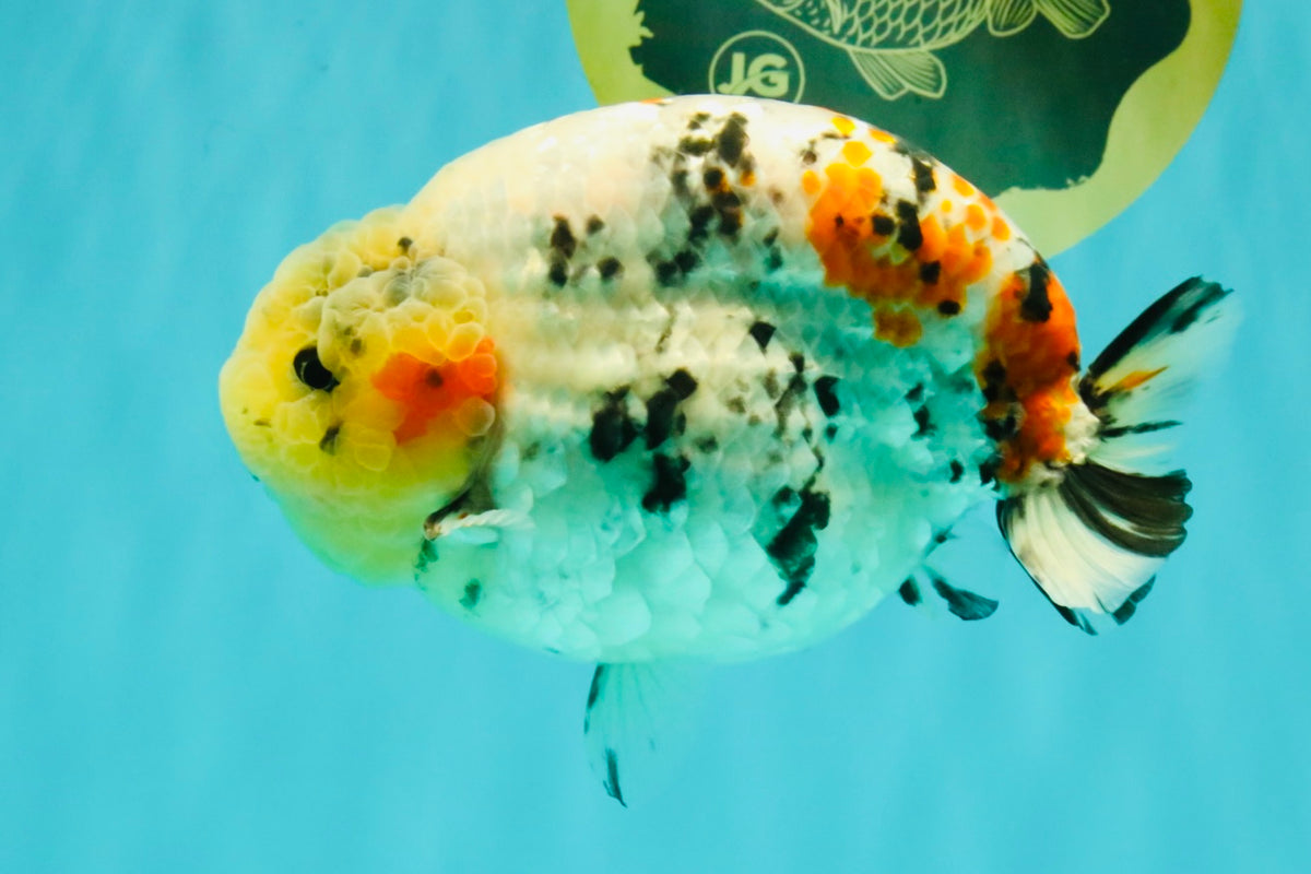 CHUBBY AAA Grade Diamond Scale Tricolor Ranchu Male 5.5 inches #100926RC_27