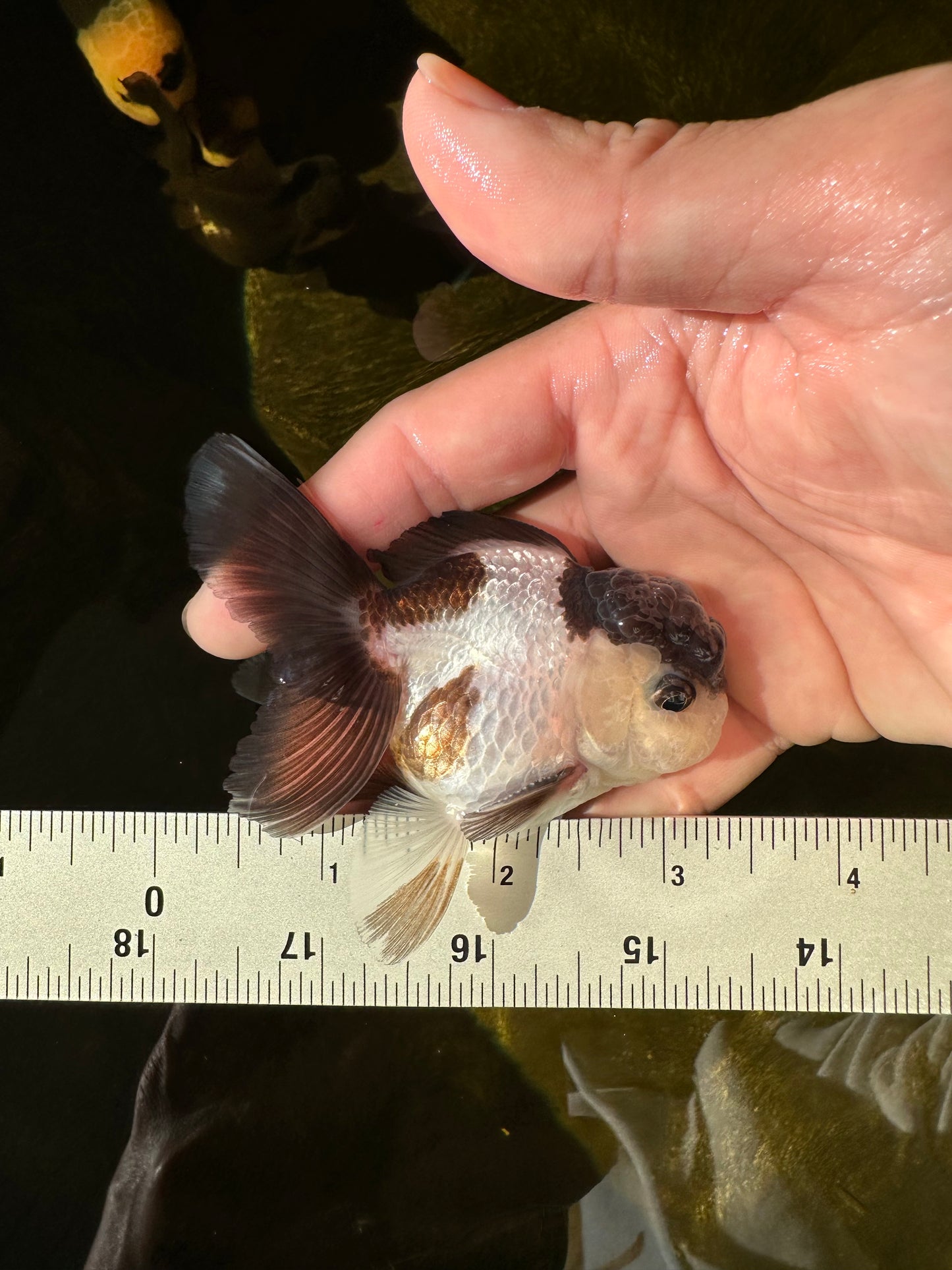 Panda Oranda Male 3-3.5 inches #1018OR_14