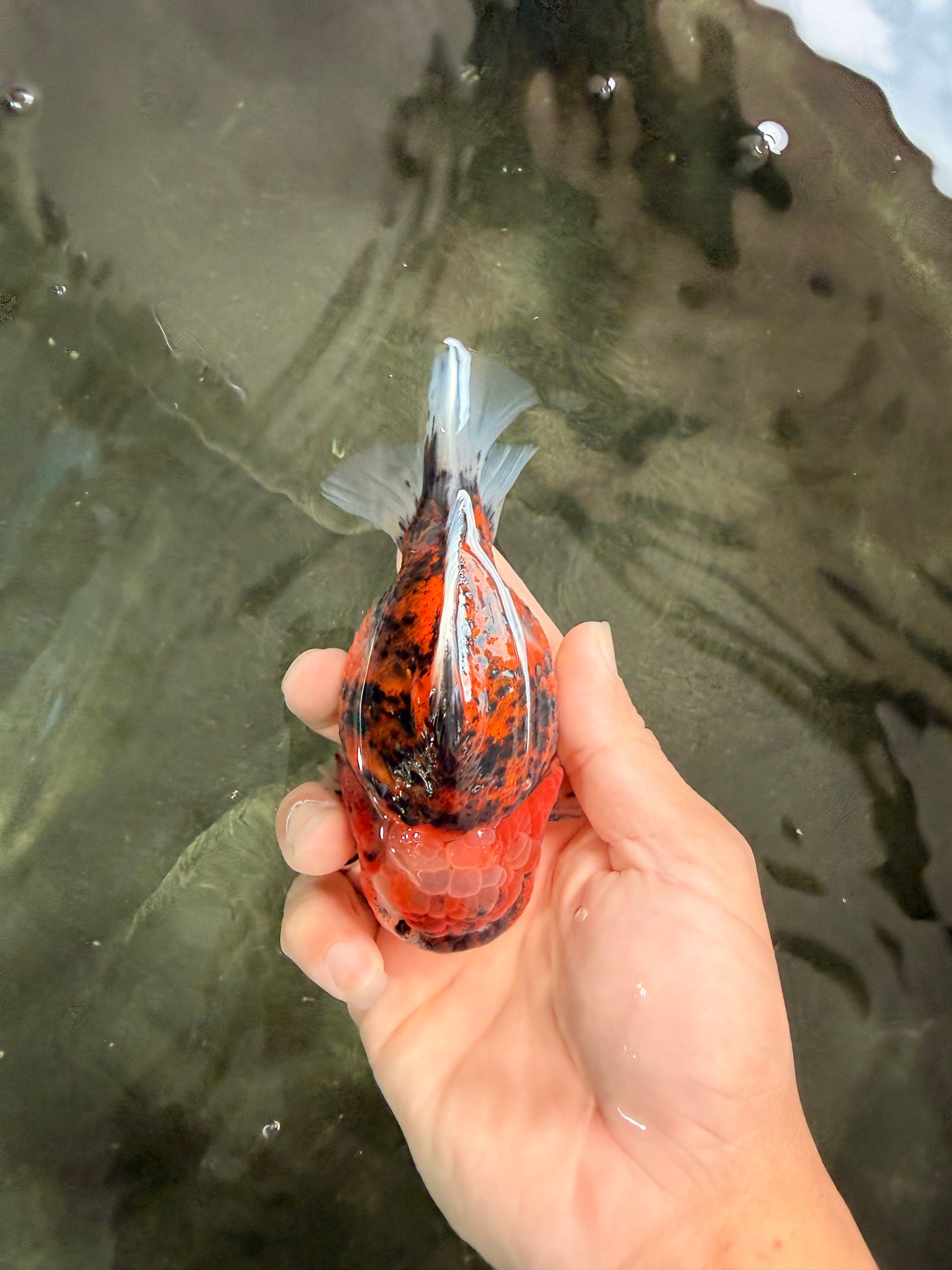 AAA Grade Round Body Tiger Yuanbao Male 4.5 inches #062626YB_18