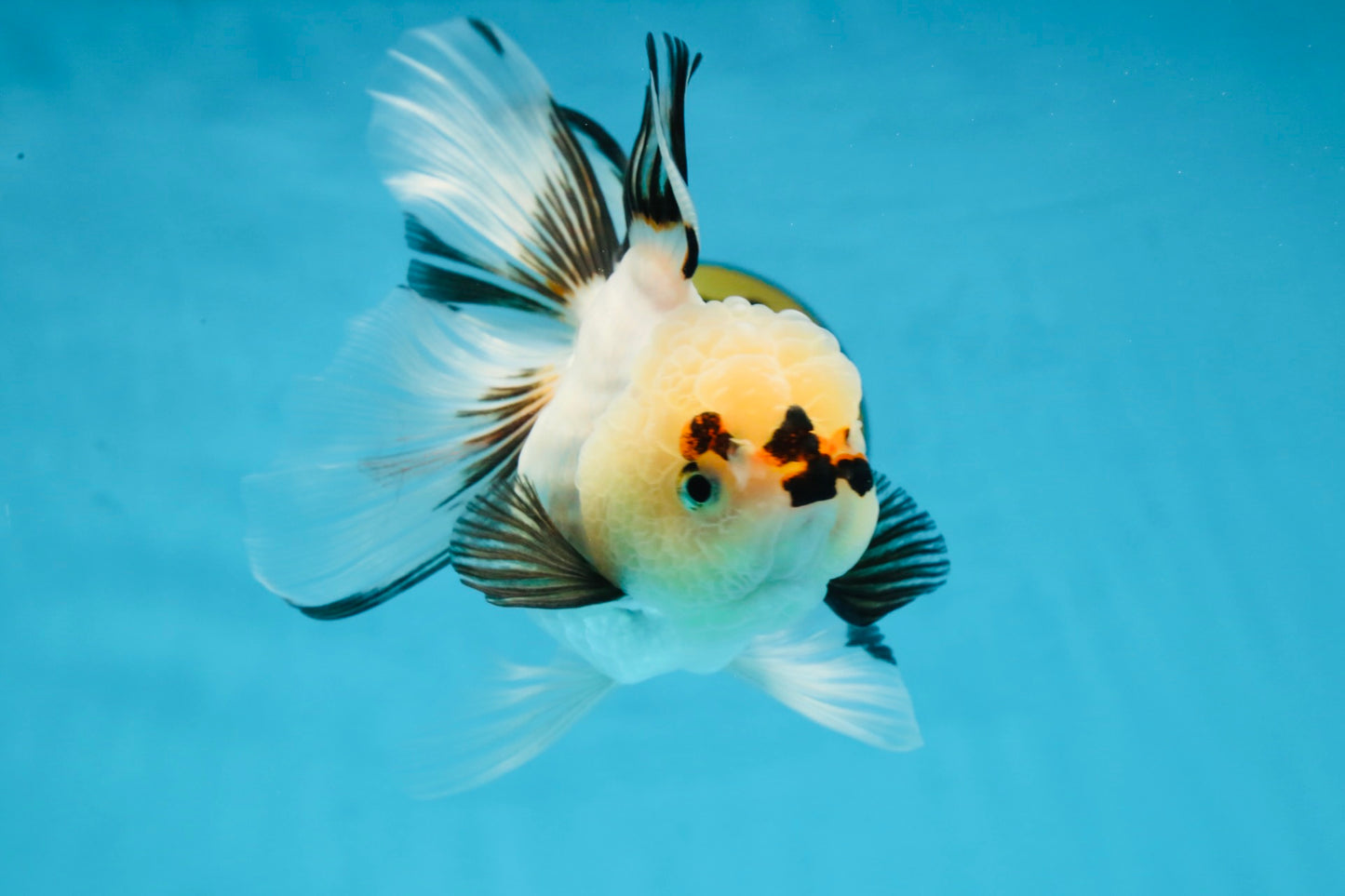 Tricolor Oranda Female 5.5 inches #100325OR_15