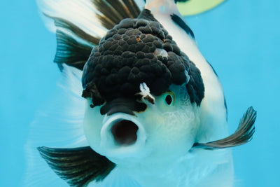 A Grade UNIQUE Panda Oranda Female 6-6.5 inches #091925OR_01