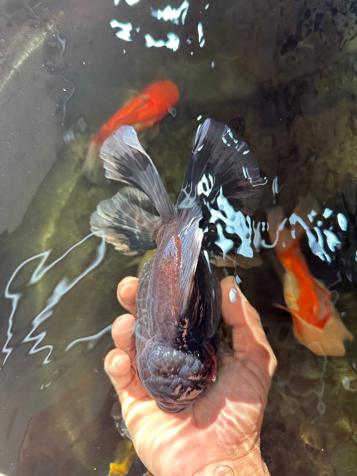 RARE AAA Grade SUPER GIANT Godzilla Kirin Oranda Female 7 inches #082225OR_07